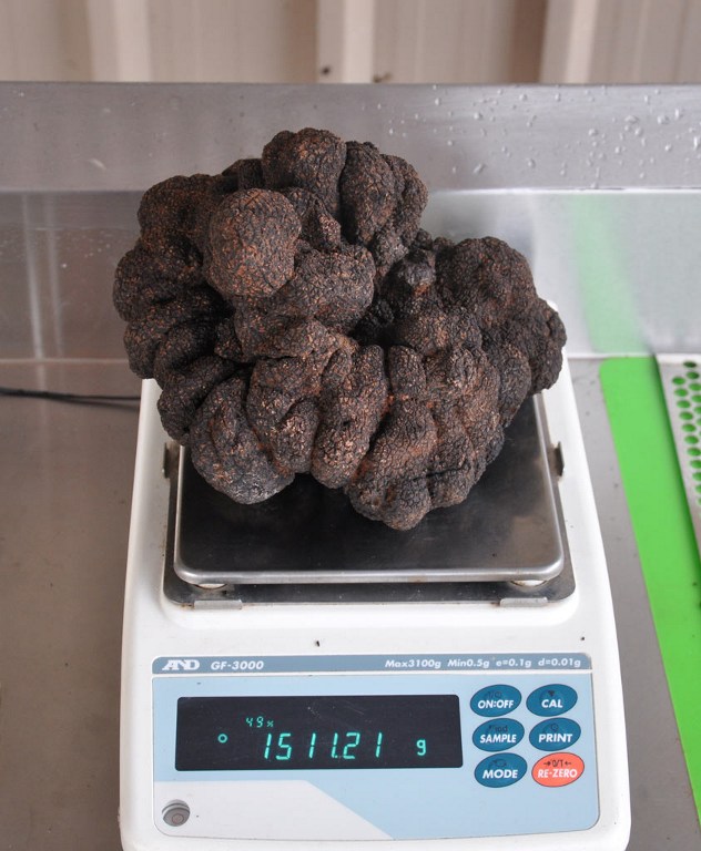 A hand out photo taken on August 19, 2016 shows a large truffle being weighted by Stuart Dunbar who removed it from the earth on his Victorian property in Yarra Valley. Dunbar has uncovered what is thought to be the largest black truffle ever grown in the country, a 1,511 gram delicacy which could also be a world-beater. / AFP PHOTO / AFP PHOTO AND Stuart Dunbar / Stuart Dunbar / RESTRICTED TO EDITORIAL USE - MANDATORY CREDIT "AFP PHOTO / Stuart Dunbar" - NO MARKETING NO ADVERTISING CAMPAIGNS - DISTRIBUTED AS A SERVICE TO CLIENTS ==