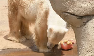 Africa's last polar bear mourns partner's death.  Courtesy Reuters/ Photo grabbed from Reuters video