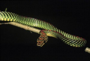 A paradise tree snake is shown in this undated handout photo courtesy of Jake Socha, Assistant Professor at Virginia Tech in Blacksburg, Virginia. CREDIT: REUTERS/JAKE SOCHA/VIRGINIA TECH/HANDOUT VIA REUTERS