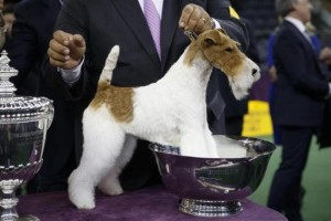 Sky, a Wire Fox Terrier breed, stands in trophy after winning the Best In Show at the 138th Westminster Kennel Club Dog Show at Madison Square Garden in New York, February 11, 2014. CREDIT: REUTERS/SHANNON STAPLETON