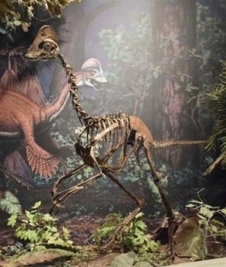 A mounted replica skeleton of the new oviraptorosaurian dinosaur species Anzu wyliei on display in the Dinosaurs in Their Time exhibition at Carnegie Museum of Natural History in Pittsburgh, Pennsylvania, in this handout image courtesy of the Carnegie Museum of Natural History. REUTERS/Carnegie Museum of Natural History/Handout via Reuters