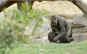 A baby gorilla born via caesarian section finally goes out with mom in San Diego Zoo. (Courtesy Reuters.  Photo grabbed from Reuters video)