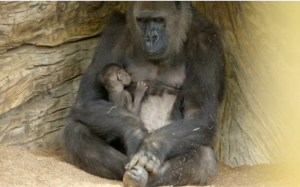 A baby gorilla born via rare Caesarian section ventures outside with its mother at the San Diego Zoo for the first time. (Photo grabbed from Reuters video)