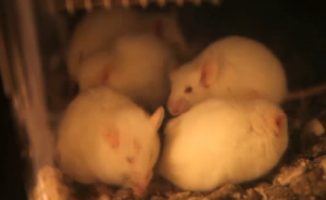 Researchers in California have turned skin cells in mice into insulin producing beta cells, effectively curing the animals of diabetes. They hope to achieve similar results in human cells, paving the way to an eventual cure for a disease that affects millions of people around the world. (Photo grabbed from Reuters video)