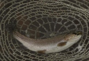 Catch and released rainbow trout is seen in net during winter blizzard at Project Healing Waters in West Virginia