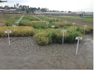 An outdoor laboratory at IRRI (Photo by Rommel B. David)