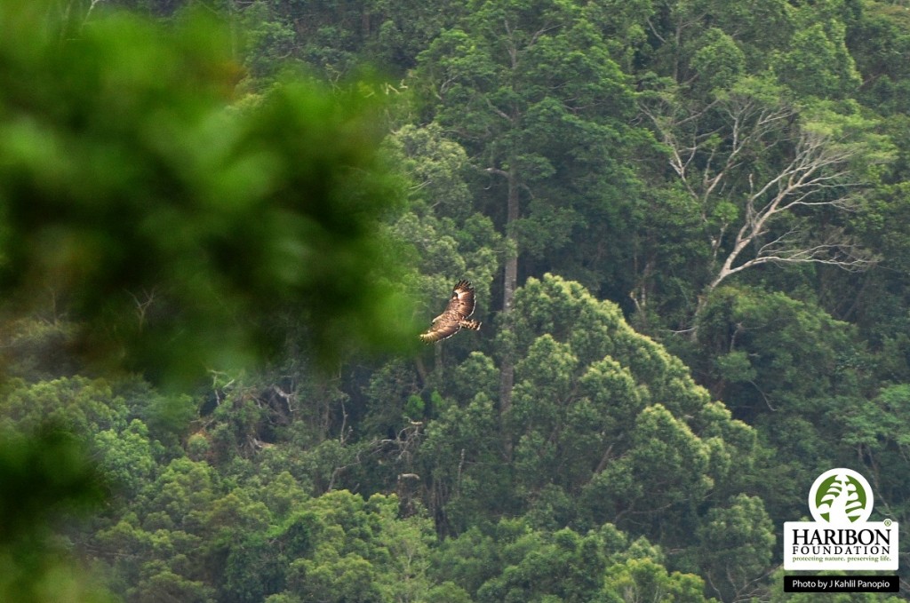 Figure 3 A Philippine Eagle flying over the forest of the Mingan Mountains.