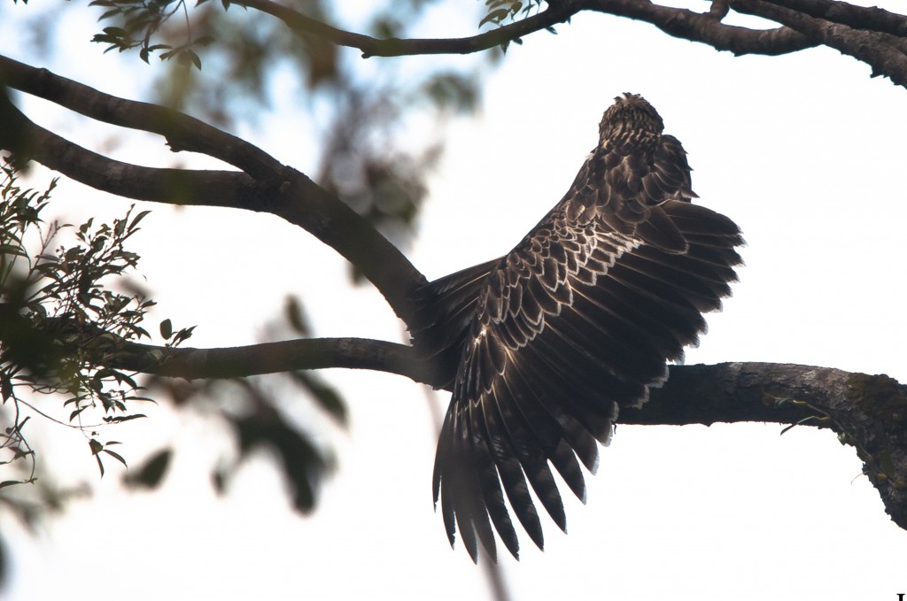 Figure  6 The juvenile Philippine Eagle stretching its wings.