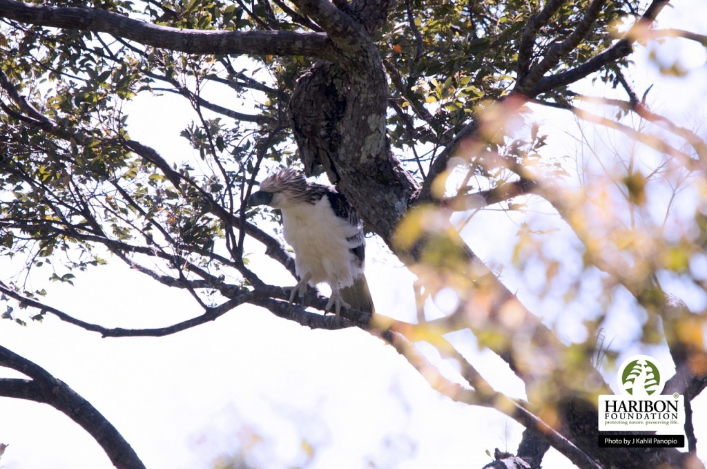 Figure 7 The Juvenile checking its surroundings.