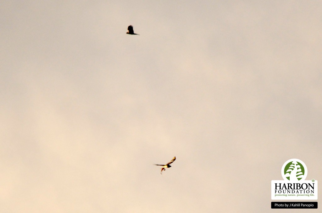 Figure 8 A pair of Philippine Eagles circling the sky in the twilight.