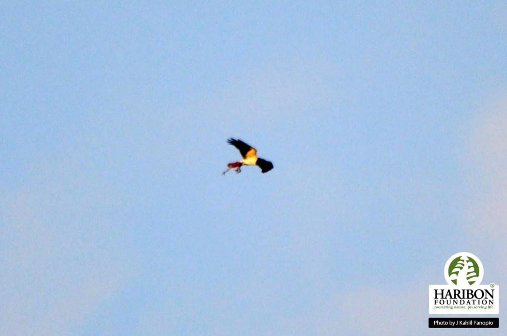 Figure 9 A Philippine Eagle carrying its prey.