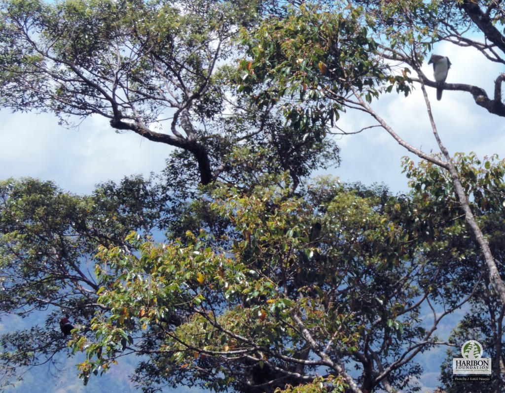 Staring competion between the Rufous Hornbill and the Juvenile Philippine Eagle.