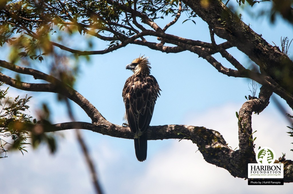 The juvenile stayed perched on top of a Tanguile tree about 30 meters tall.