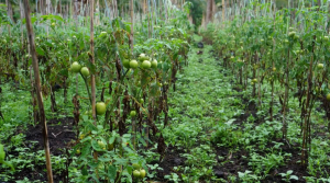 These are some of the tomatoes planted within Mayon volcano's six-kilometer danger zone.  Some Albay farmers still managed to get back to their villages just to check on their crops.  (Eagle News Service)