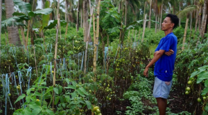 Some farmers defy the ban around Mayon's danger zone just to check on their vegetables.  This man worries on how he can harvest his tomatoes.  (Eagle News Service)
