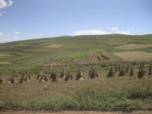 A modern-day barley harvest, farmed at a height of 3,000 meters above sea level, is shown in Qinghai, China, in this undated handout photo provided by Professor Martin Jones of the University of Cambridge November 20, 2014. CREDIT: REUTERS/PROFESSOR MARTIN JONES/UNIVERSITY OF CAMPBRIDGE/HANDOUT VIA REUTERS