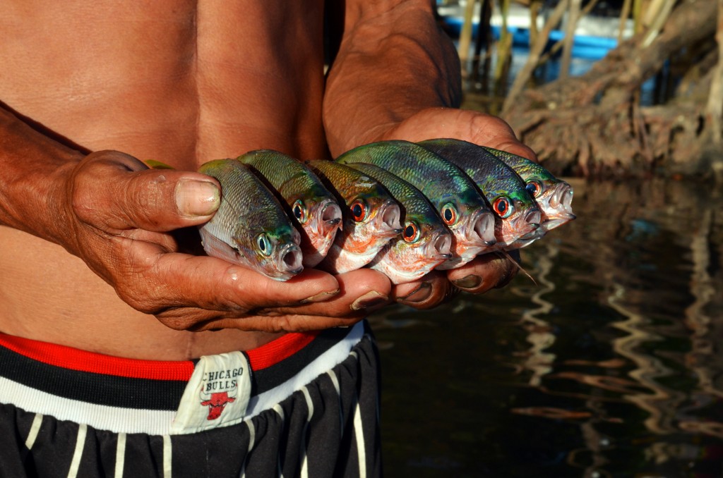 Locally-called Dalagang Bukid, fusiliers are widely caught, sold and eaten in coastal towns in the Philippines. Bancas for the Philippines specifically aims to help the Philippines’ 1.3 million artisanal fishers, most of whom market their catches locally. This bolsters the country’s local food security (Gregg Yan / WWF)