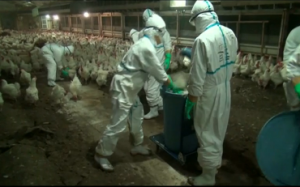 Japanese government orders the culling of 4,000 poultry after a bird flu outbreak at a farm in western Japan. (Photo grabbed from Reuters video)