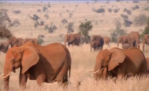 Elephants grazing in the wild. Wildlife and forest crime deserves prompt attention from governments and civil society worldwide, according to top UN officials attending the 13th Crime Congress on Crime Prevention and Criminal Justice in Doha, Qatar. (Photo grabbed from Reuters video)
