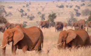 Elephants grazing in the wild.  Wildlife and forest crime deserves prompt attention from governments and civil society worldwide, according to top UN officials attending the 13th Crime Congress on Crime Prevention and Criminal Justice in Doha, Qatar. (Photo grabbed from Reuters video)