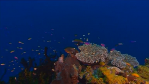 Australia_keeps_fingers_crossed_UNESCO_won't_blacklist_Great_Barrier_Reef_002