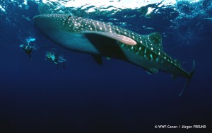 Rhincodon typus  Whale shark swimming  with divers  Pacific Ocean