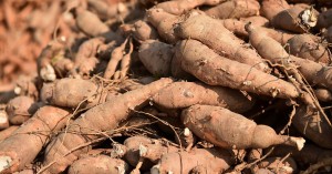 The witches’ broom disease reduces cassava root starch content, affecting yield value of the crop and farmers’ income. (Photo by Department of Agriculture)