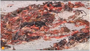 Hordes of red crabs wash up on Southern California beaches