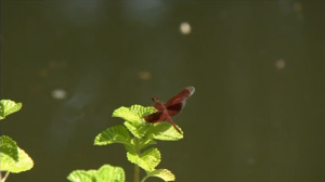 Singapore's_Botanic_Gardens_named_World_Heritage_Site_001