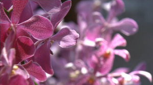 Singapore's_Botanic_Gardens_named_World_Heritage_Site_002