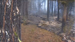 Wildfires_lead_to_evacuation_of_over_13,000_in_western_Canada