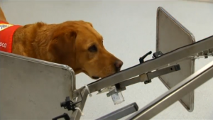 Cancer_sniffing_dogs_to_aid_British_doctors