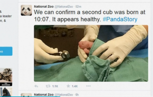Courtesy Smithsonian's National Zoo twitter account.  (Screengrab from Smithsonian's National Zoo.)  