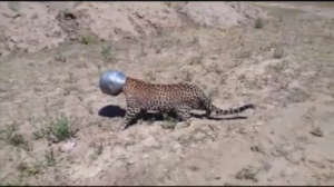 A leopard gets its head stuck in a metal pot while searching for water in the Indian state of Rajasthan. (Photo captured from Reuters video)