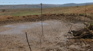 Drought_conditions_threaten_food_security_in_South_Africa