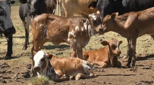 Drought_conditions_threaten_food_security_in_South_Africa_004