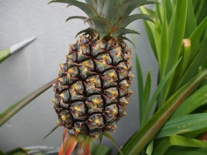 wpid-pineapple-816527_640.jpg