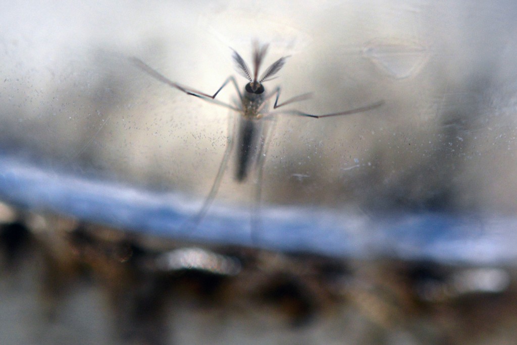 (FILES) This file photo taken on February 7, 2016  shows The Aedes Aegypti mosquito larvae  photographed at a laboratory of the Ministry of Health of El Salvador in San Salvador. US health authorities are investigating 14 new cases of Zika virus that may have been transmitted sexually, suggesting a larger role than previously considered for the spread of the mosquito-borne virus.Several of the cases involve pregnant women, the US Centers for Disease Control and Prevention warned February 23, 2016.  / AFP / MARVIN RECINOS