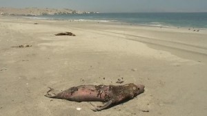 Dozens of dead sea lions washed up on Chile's northern coast.(Photo courtesy: Reuters/Photo grabbed from Reuters video)