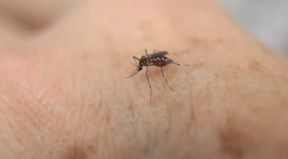 The Aedes aegypti mosquito, a carrier of Zika virus.  (Photo grabbed from Reuters video)