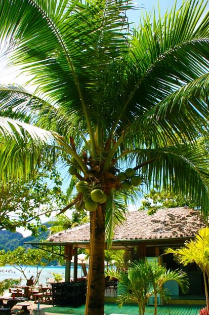 coconut tree