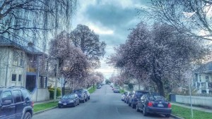 Beautiful street view with cherry blossoms in Victoria, British Columbia, Canada. (Photo by Neil Duazo)