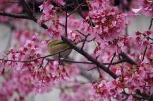 Flowers abloom as spring starts in Japan. (Photo by Fleur Amora)