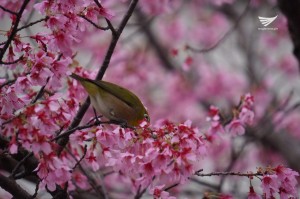 A busy bird as flowers bloom in Japan with the start of spring. (Photo by Fleur Amora)