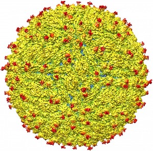 This image obtained March 31, 2016 courtesy of Purdue University/ Kuhn and Rossmann research groups shows a representation of a near-atomic level map of Zika virus showing its structure. US researchers announced March 31, 2016 the first three-dimensional map of Zika, an advance that some say could accelerate efforts to develop a vaccine against the mosquito-borne virus which has been linked to birth defects.The findings in the journal Science describe a virus that is in many ways similar to other in its family of flaviviruses -- dengue, West Nile, yellow fever, Japanese encephalitis and tick-borne encephalitic viruses -- but also contains some key structural differences. / AFP / Purdue University/ Kuhn and Rossmann research groups / Handout / RESTRICTED TO EDITORIAL USE - MANDATORY CREDIT "AFP PHOTO / Purdue University/ Kuhn and Rossmann research groups " 