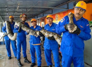 This handout picture taken on April 7, 2016 and released by the Malaysia Civil Defence Department shows members of the Malaysias Civil Defence Force posing for pictures with a python that was caught near a tree at a construction site in Penang, outside Kuala Lumpur. One of the longest snakes captured in Malaysia died after laying an egg, authorities told AFP on April 12. / AFP PHOTO / Malaysia Civil Defence Departmen / MALAYSIA CIVIL DEFENCE DEPARTMENT