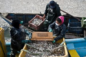 Thousand of dead fish float along the shores of Queule River, near Temuco, some 800kms south of Santiago on Aprl 14 2016. Authorities began the withdrawal of hundreds of tons of sardines found dead in southern Chile. Artisan or industrial responsibility are discarded. / AFP PHOTO / Camilo Tapia