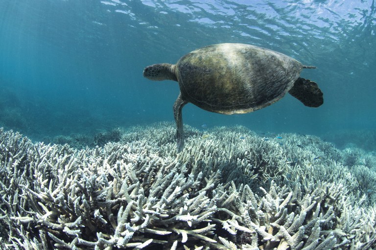 This undated handout photo released on April 20, 2016 by XL Catlin Seaview Survey shows a turtle swimming over bleached coral at Heron Island on the Great Barrier Reef.  Australia's iconic Great Barrier Reef is suffering its worst coral bleaching ever recorded with 93 percent impacted, scientists said on April 20, 2016 as they revealed the phenomenon was also hitting the other side of the country. / AFP PHOTO / XL CATLIN SEAVIEW SURVEY / STR / -----EDITORS NOTE --- RESTRICTED TO EDITORIAL USE - MANDATORY CREDIT "AFP PHOTO / XL CATLIN SEAVIEW SURVEY" - NO MARKETING - NO ADVERTISING CAMPAIGNS - DISTRIBUTED AS A SERVICE TO CLIENTS - NO ARCHIVES