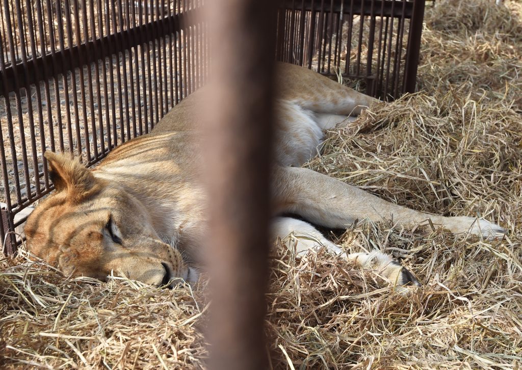 African lions born in captivity in Peru rest on April 27, 2016 caged in a containment area in Puente Piedra, northern skirts of Lima, prior to be airlifted to Johannesburg, South Africa, by Animal Defenders International. A massive lion airlift scheduled for April 29th including 33 lions, 24 from circuses in Peru and nine from Colombia, rescued by Animal Defenders International are heading back to their homeland after both countries banned the use of wild animals in circuses. Their destination is the natural African bush at Emoya Big Cat Sanctuary, South Africa. / AFP PHOTO / CRIS BOURONCLE