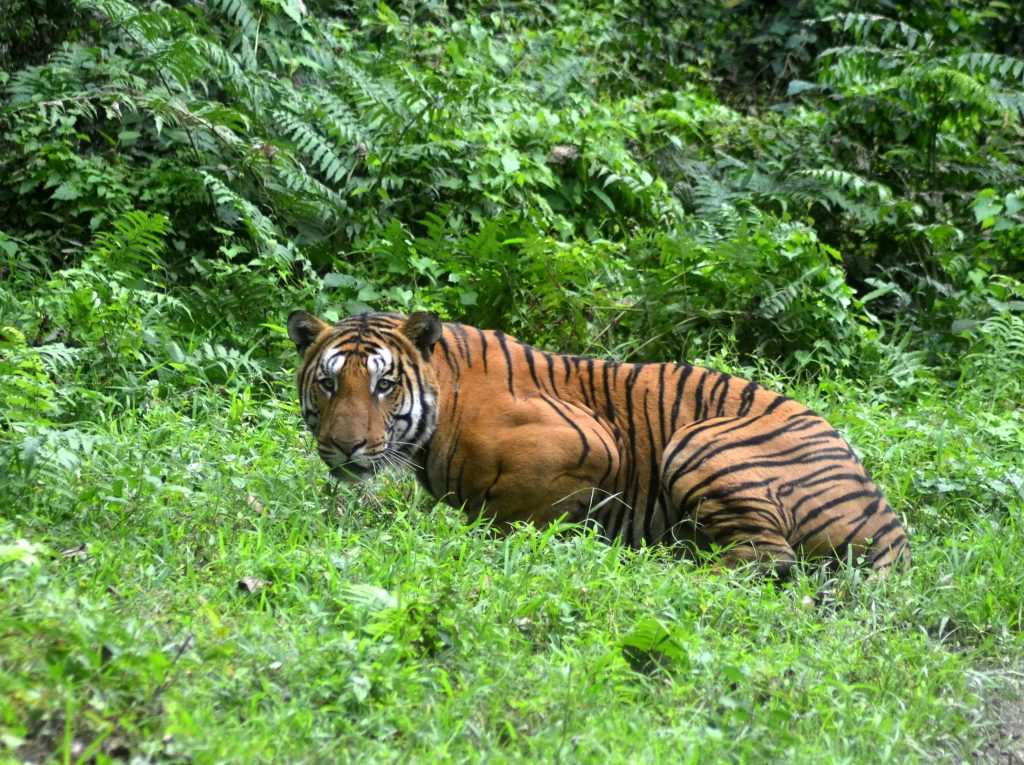 In this photograph taken on December 21, 2014, a Royal Bengal Tiger pauses in a jungle clearing in Kaziranga National Park, some 280kms east of Guwahati. Kaziranga was declared a Tiger Reserve in 2006 and has the highest density of tigers in the world (one per five sqkm), with a population of 118, according to the latest census by the government of Assam. AFP PHOTO/STR / AFP PHOTO / STRDEL